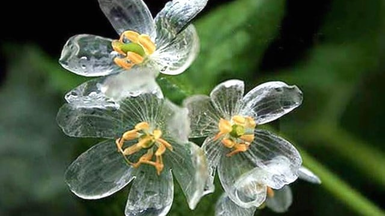 Kết quả hình ảnh cho Diphylleia grayi