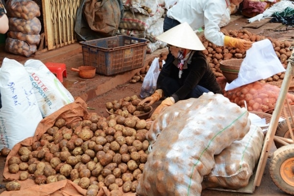 Nông sản Trung Quốc đội lốt Đà Lạt