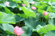 Trong vườn Vạn Diệp