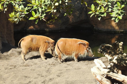 Kỳ thú Valencia Bioparc: Nếu chưa đến châu Phi, hãy đến đây!