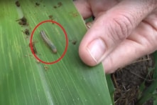 Trung Quốc bùng phát sâu keo mùa thu, ngành nông nghiệp bị ảnh hưởng lớn