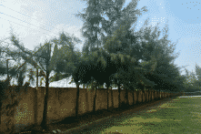 Công an điều tra vụ HS lớp 9 tử vong khi chặt cây trong trường